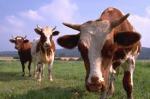 cows