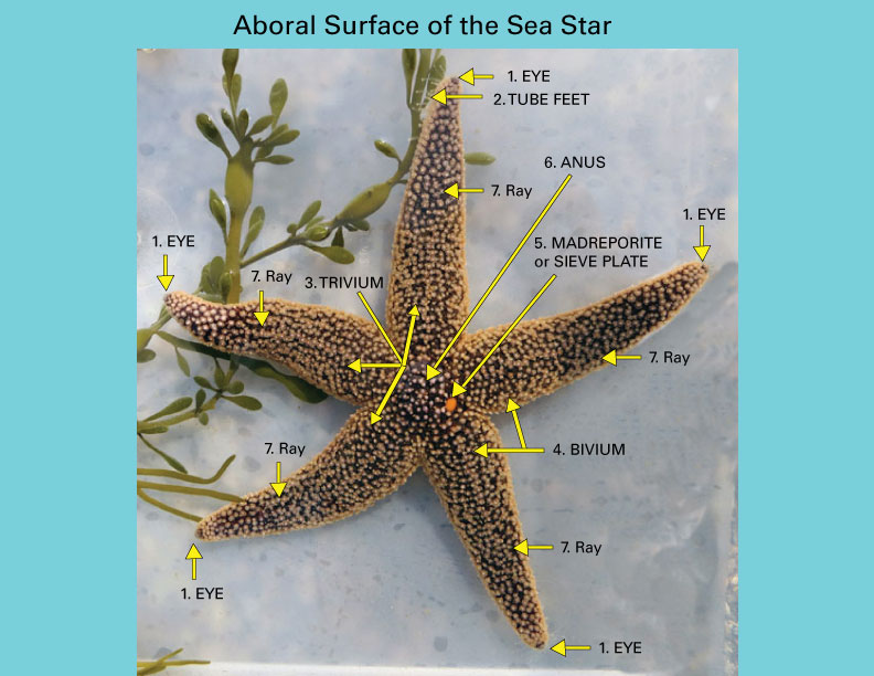 Sea-Star-Anatomy_Real2